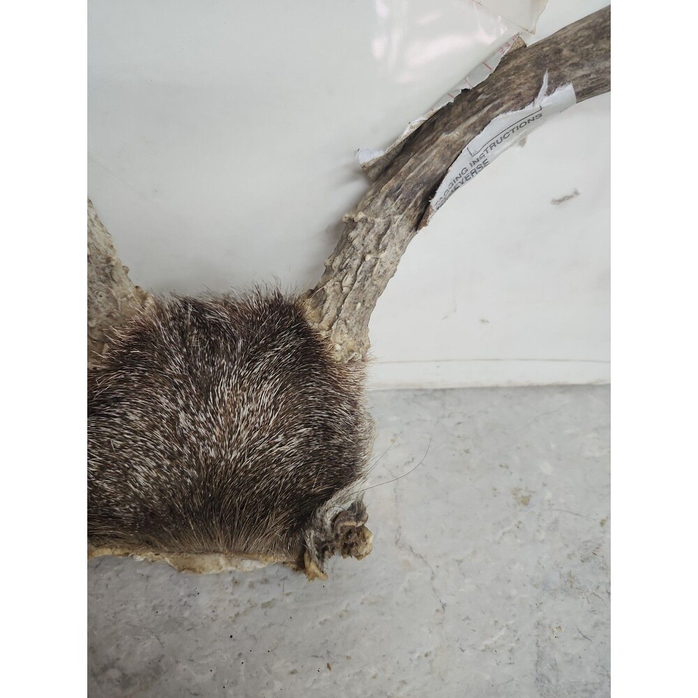 Deer Rack antler Pair With Skull Cap 6 Point - Picture 4 of 9